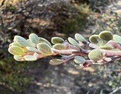 Ceanothus pauciflorus