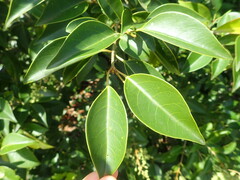 Ligustrum lucidum