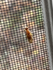 Heleomyzidae