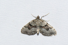 Xanthorhoe decoloraria