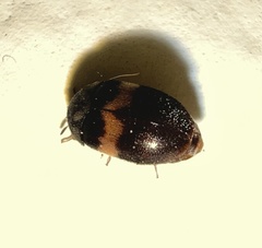 Attagenus fasciatus