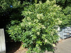Ligustrum lucidum