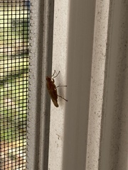 Heleomyzidae
