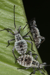 Acanthocoris