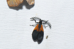 Caenia dimidiata