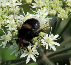 Eristalis intricaria