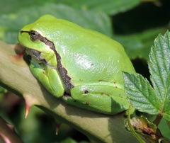 Hyla arborea