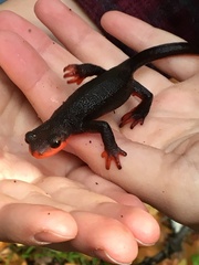 Taricha rivularis