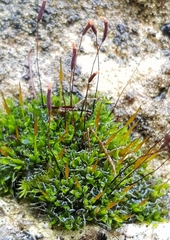 Tortula muralis muralis