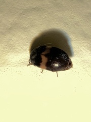 Attagenus fasciatus