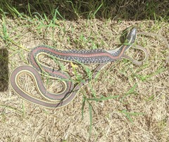 Thamnophis proximus rubrilineatus