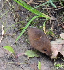 Microtus agrestis