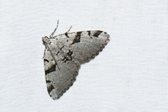 Macaria bitactata