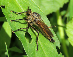 Eutolmus rufibarbis