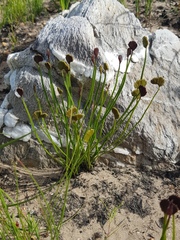 Schizaea pectinata