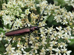 Aromia moschata moschata