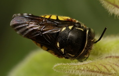 Pachyanthidium