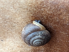 Polygyra cereolus