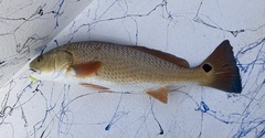 Sciaenops ocellatus