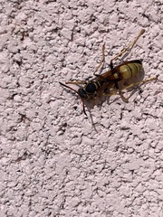 Mischocyttarus flavitarsis