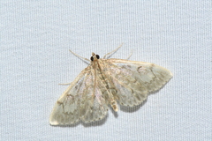 Anania tertialis