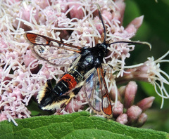Synanthedon formicaeformis