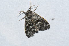 Panthea acronyctoides