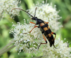 Strangalia attenuata