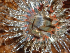 Anthopleura artemisia