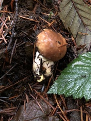 Suillus ponderosus