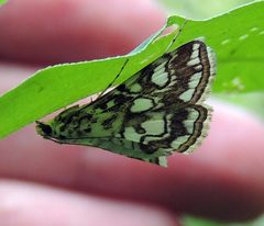 Elophila nymphaeata