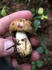 Suillus ponderosus