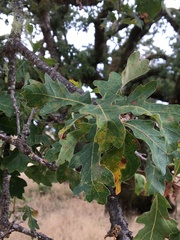 Quercus garryana