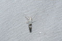 Argyresthia oreasella