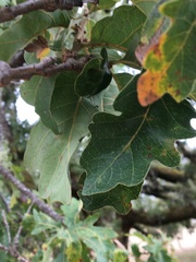 Quercus garryana