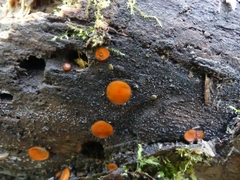 Scutellinia