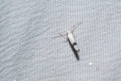 Argyresthia oreasella