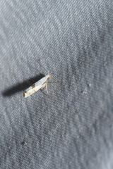 Argyresthia oreasella