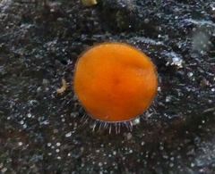 Scutellinia