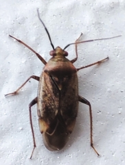 Miridae