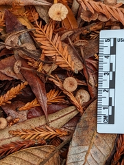 Mycetinis copelandii