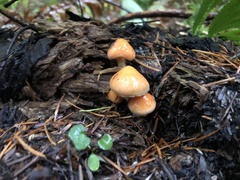 Pyrrhulomyces astragalinus