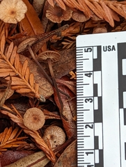 Mycetinis copelandii