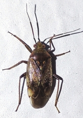 Miridae