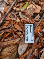 Mycetinis copelandii