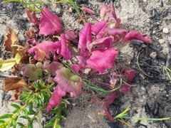 Cleretum bellidiforme