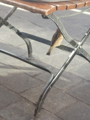 Passer domesticus