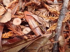 Mycetinis copelandii