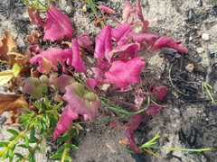 Cleretum bellidiforme