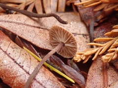 Mycetinis copelandii